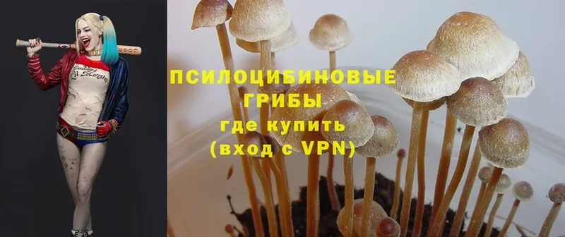 Псилоцибиновые грибы Psilocybe  Сарапул 